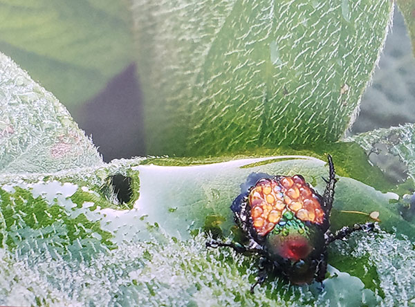 A Japanese beetle on a leaf covered in dew drops