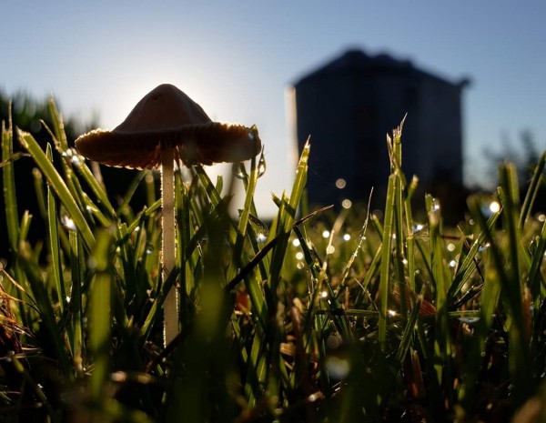 A macro photo of a mushroom in front of a grain bin