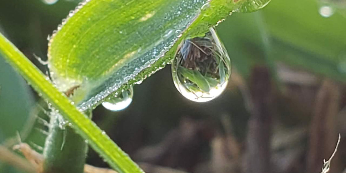 A raindrop hanging from a bright green plant